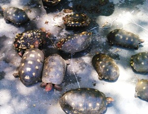 No caminhão foram encontrados cerca de 80 tartarugas e 80 Jabutis, transportados de forma irregular