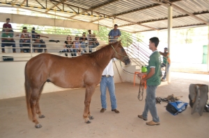 Equitação para adestramento básico promovido pelo Senar Minas e Sindicato dos Produtores Rurais