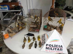 Do total de pássaros apreendidos 09 já estavam mortos e outros 46 vivos
