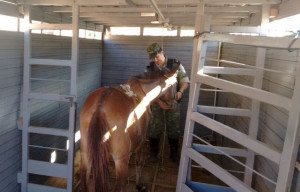 Acomodação do animal no Caminhão Boiadeiro da PM